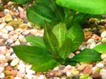Эхинодорус мелкоцветный Тропика Echinodorus parviflorus Tropica