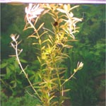Ротала рутудинфолия или ротала круглолистная Rotala rotundifolia