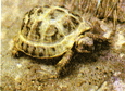 Черепаха среднеазиатская (сухопутная) Agrionemys horsfieldi 