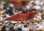 Креветка вишневая Neocaridina sp. Cherry Red